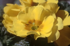 flowers-305