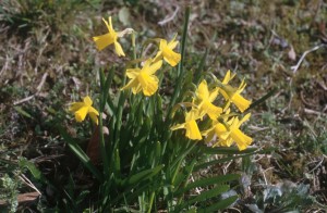 flowers-325