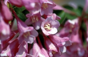 flowers-37sb
