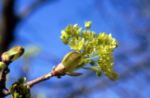 flowers-8hrw