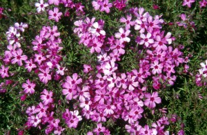 flowers-8nh6