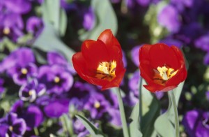 flowers-9e4u