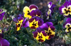 flowers-9x0e