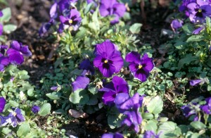 flowers-a4e