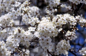 flowers-d4v6