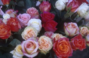 flowers-en6q