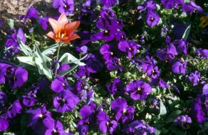flowers-f8i4