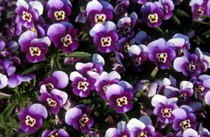 flowers-h0q
