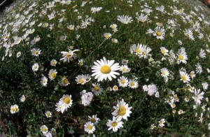 flowers-i4ps