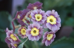 flowers-jm8y
