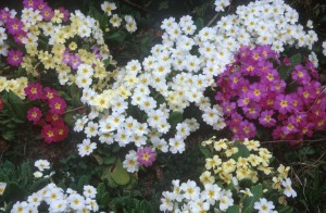 flowers-nn4e