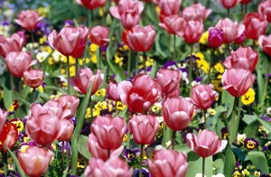 flowers-uwv5