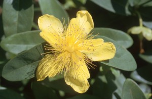 flowers-vf85