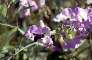 flowers-wo6b