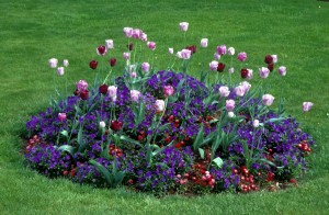 flowers-yx5c