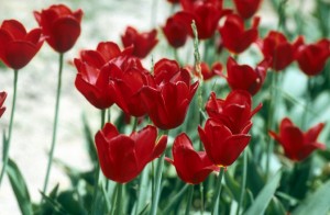 flowers-zt1s