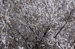tree-flowers-u6v