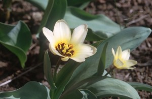 tulips-164