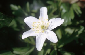 white-flower-132