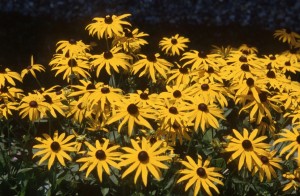 yellow-flowers-ty2