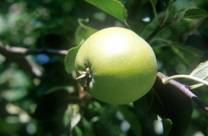 apple-b7ja