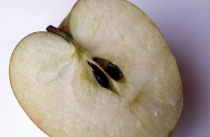 apple-cm7r