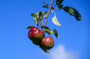 apples-5xi5