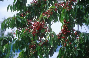 cherry-tree-4h2q