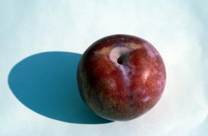 fruits-8i3g