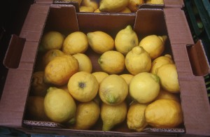 lemons-qpv8