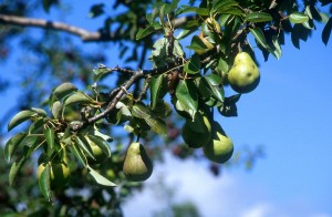 pear-tree-4yo1