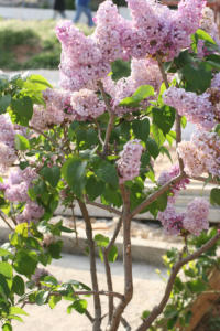 pictures of flowers lilac