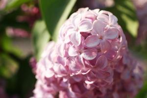 pictures of lilac
