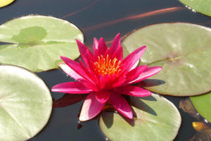 red-lotus-flower-11-38