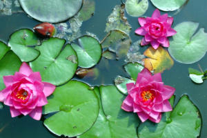 red tree lotus photos