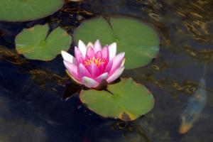 singe lotus-flower-15-01
