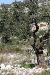 olivetree0006