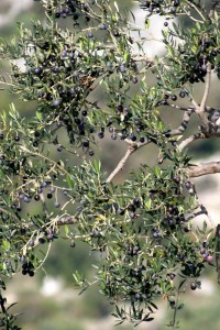 olivetree0007