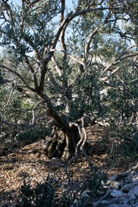 olivetree0010