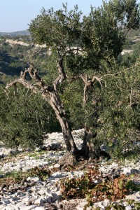 olivetree0021