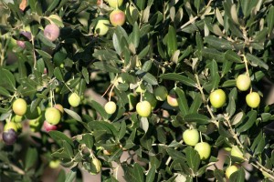 olivetree0027