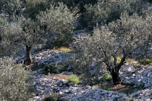 olivetree0029