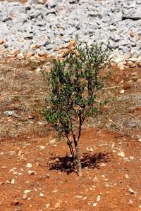 olivetree009