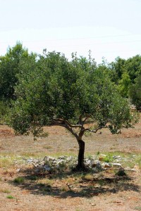 olivetree010