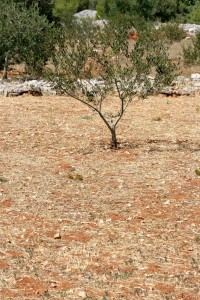 olivetree011