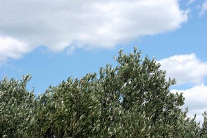 olivetree014