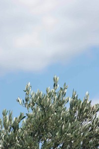 olivetree016