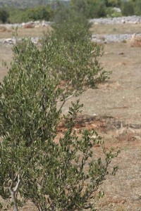 olivetree018