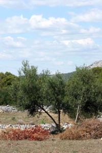 olivetree019