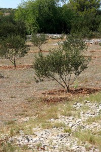 olivetree022